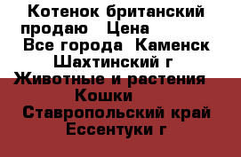 Котенок британский продаю › Цена ­ 3 000 - Все города, Каменск-Шахтинский г. Животные и растения » Кошки   . Ставропольский край,Ессентуки г.